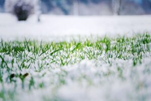 Winter Damage to Your Artificial Turf