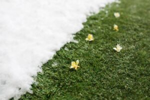 Winter-Proof Your Lawn